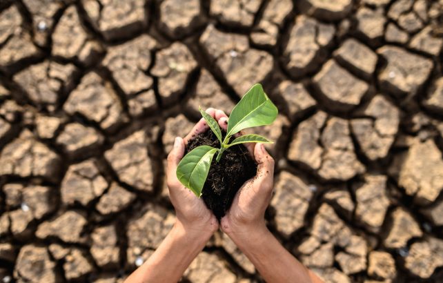 boy are stand holding seedlings are dry land warming world 642x410