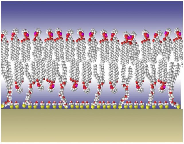 molecular scale structural and functional characterization of sparsely tethered bilayer lipid membranes biointerphases e1667204178474
