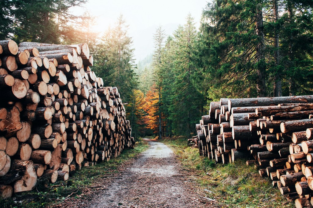 Many of logs lying on the sides from walking path in the beautiful autumn woods.