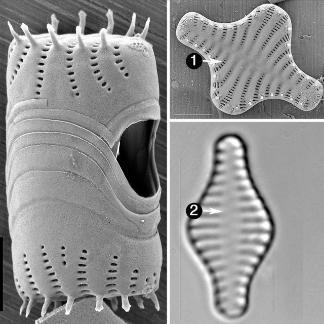 pav 1 staurosira titnagdumblis